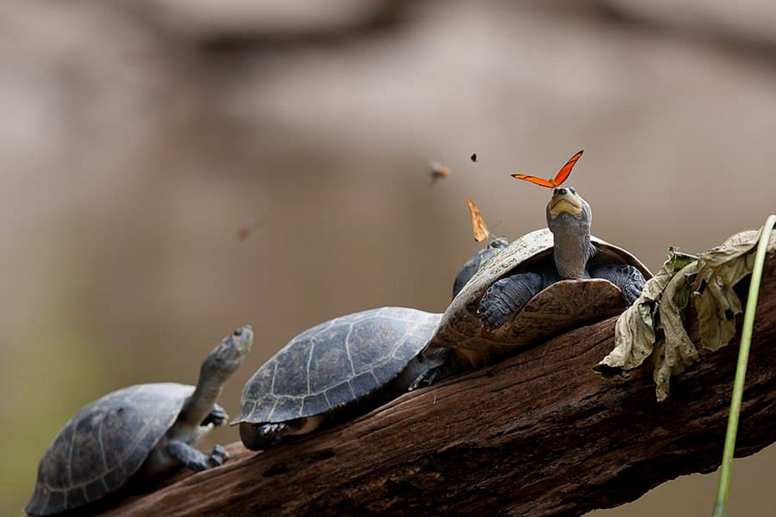 Turtle Conservation Society of Malaysia - Rette die Flussschildkröten