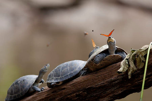 Turtle Conservation Society of Malaysia - Rette die Flussschildkröten