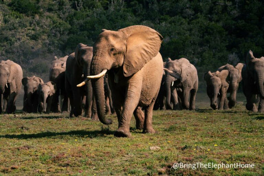 Bring The Elephant Home -  Sichere Heimat für wilde Elefanten