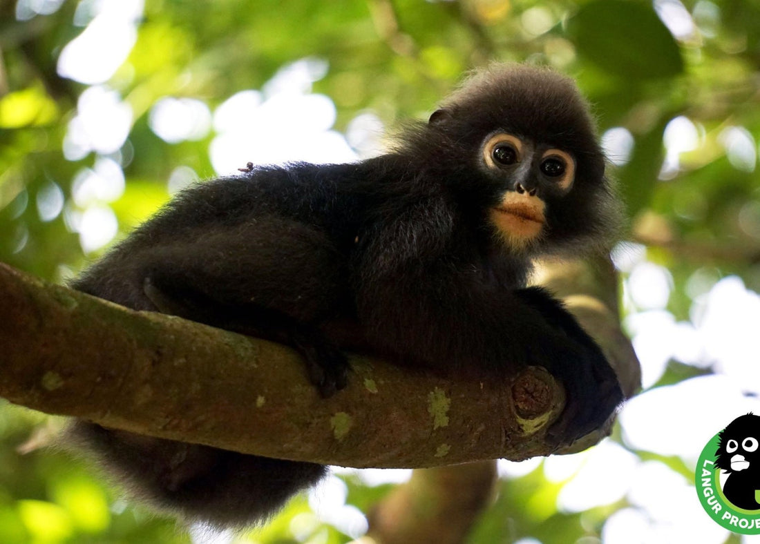 Langur Project Penang - Affenstarke Brücken schaffen friedliche Koexistenz