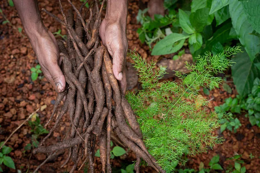 Forest Post - Natürlich gute Kosmetik direkt aus dem Regenwald