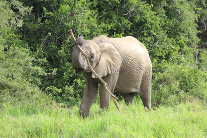 Better Nature Box light: Elephant Lover - Deine freundliche Elefanten-Box